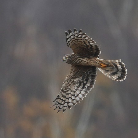 Blå kärrhök (hona) Foto:Sven-Olof Martinsson